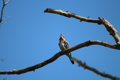 Coracias benghalensis