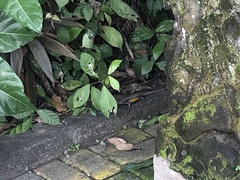 Eutropis multifasciata