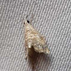 Lepidoptera
