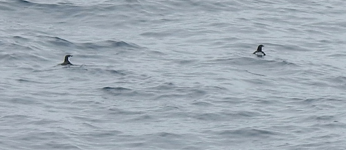 Synthliboramphus hypoleucus