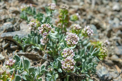 Aethionema thomasianum