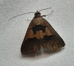 Lepidoptera