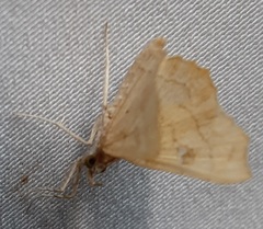 Lepidoptera
