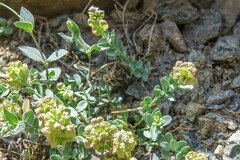 Aethionema thomasianum