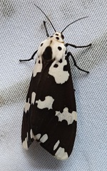 Lepidoptera