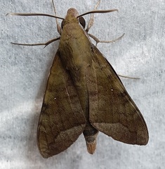 Lepidoptera