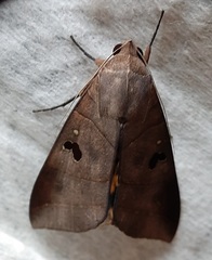 Lepidoptera