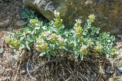 Aethionema thomasianum