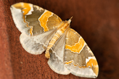 Eulithis pyropata