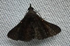 Lepidoptera