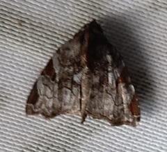 Lepidoptera