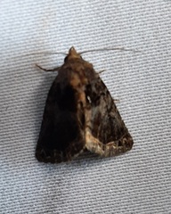 Lepidoptera