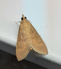 Lepidoptera