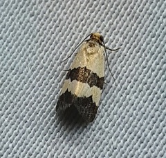 Lepidoptera