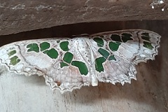 Lepidoptera