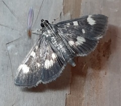 Lepidoptera