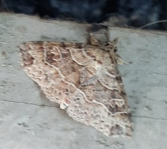 Lepidoptera