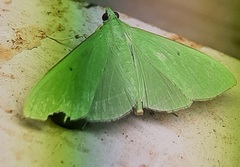 Lepidoptera