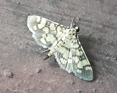 Lepidoptera