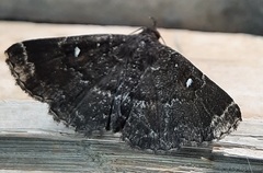 Lepidoptera