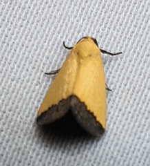 Lepidoptera