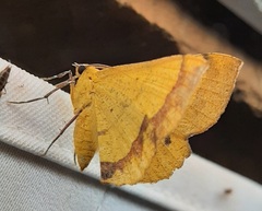 Lepidoptera