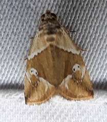 Lepidoptera