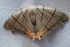 Orudiza protheclaria