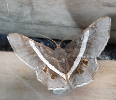 Chiasmia