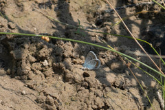 Plebejus argus