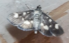Lepidoptera