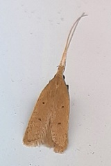 Lepidoptera
