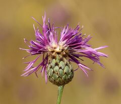 Centaurea scabiosa sadleriana