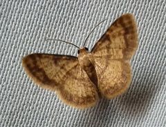 Lepidoptera