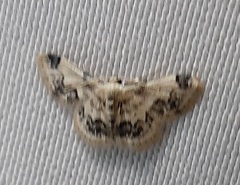 Lepidoptera