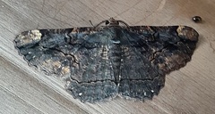 Lepidoptera