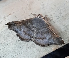 Lepidoptera