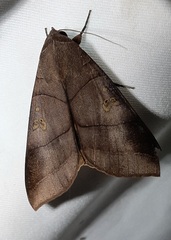 Lepidoptera