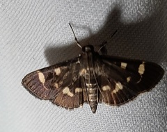 Lepidoptera