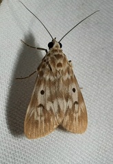 Lepidoptera