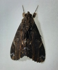 Lepidoptera