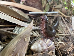 Thyropygus allevatus