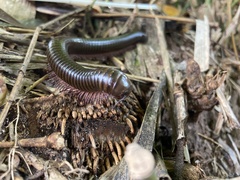 Thyropygus allevatus