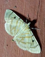 Lepidoptera