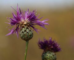 Centaurea scabiosa sadleriana