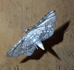 Lepidoptera