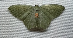 Lepidoptera