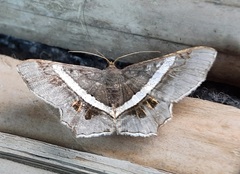 Lepidoptera