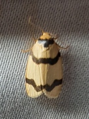 Lepidoptera