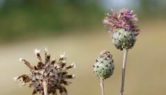 Centaurea scabiosa sadleriana